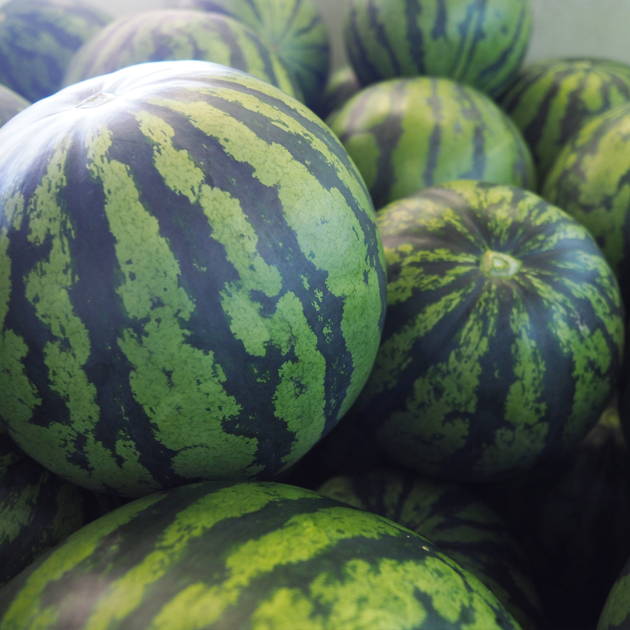 数量限定】八色西瓜（やいろすいか）大玉サイズ 2玉入 | 魚沼