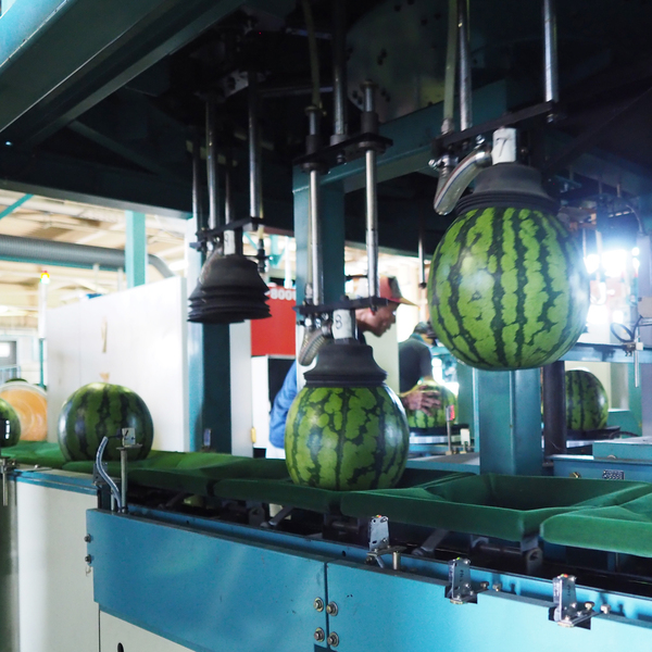 数量限定】八色西瓜（やいろすいか）大玉サイズ 2玉入 | 【お歳暮冬