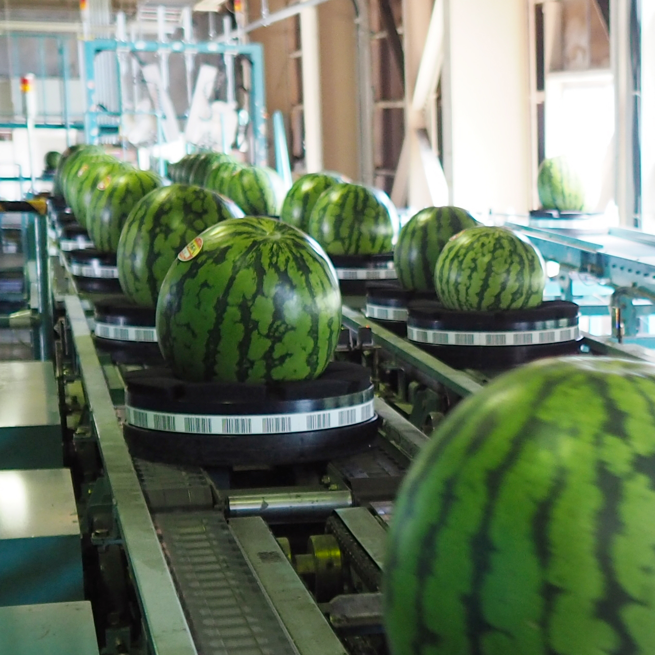 数量限定】八色西瓜（やいろすいか）大玉サイズ 2玉入 | 魚沼