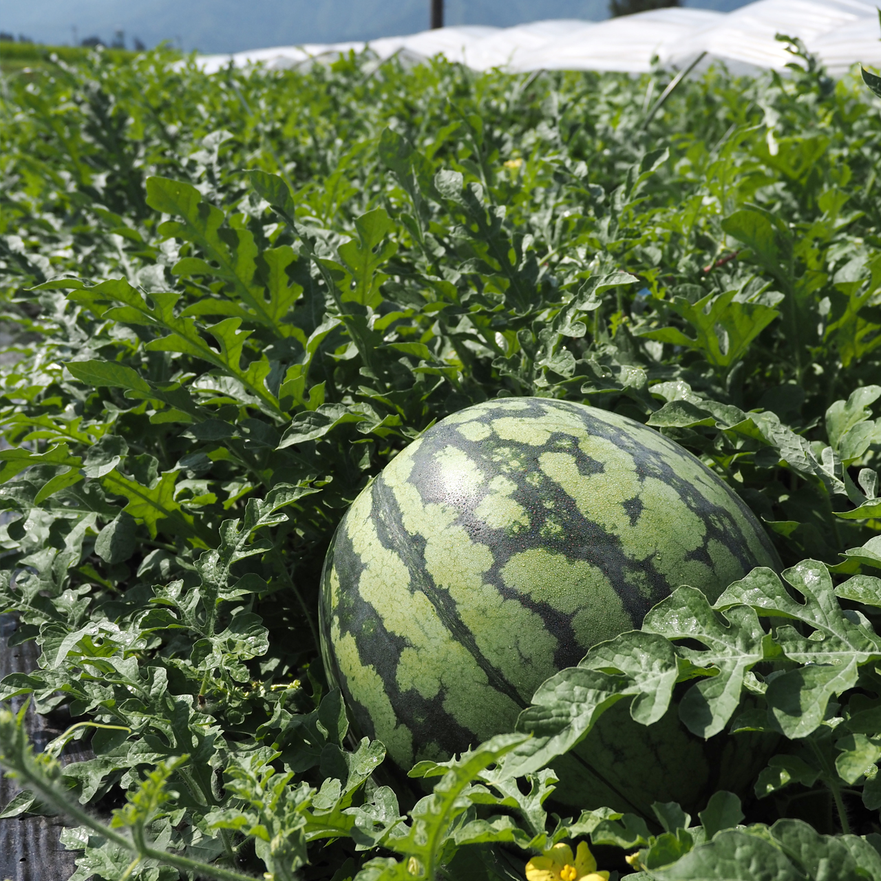 数量限定】八色西瓜（やいろすいか）大玉サイズ 2玉入 | 【お歳暮冬