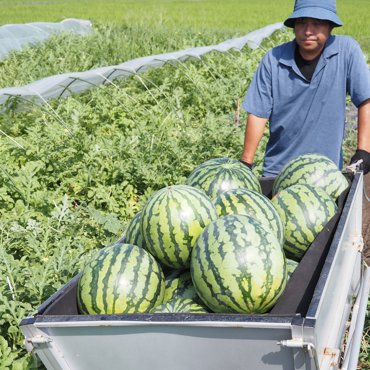 お中元・夏ギフトに！／【数量限定】八色西瓜（やいろすいか）大玉