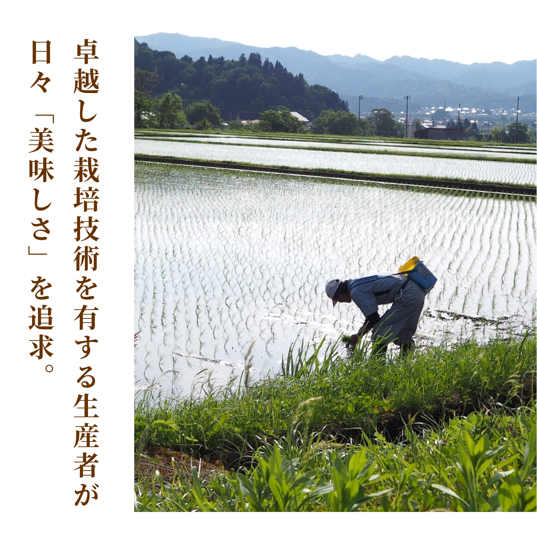 【翌週金曜発送・7年産】【 無洗米 】南魚沼産こしひかり 精米（2kg・5kg）の商品画像 7