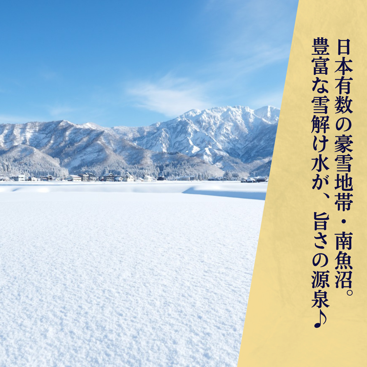【すぐにお届け・7年産】特別栽培米 南魚沼産こしひかり 「雪穂」 精米（2kg・5kg）の商品画像 4