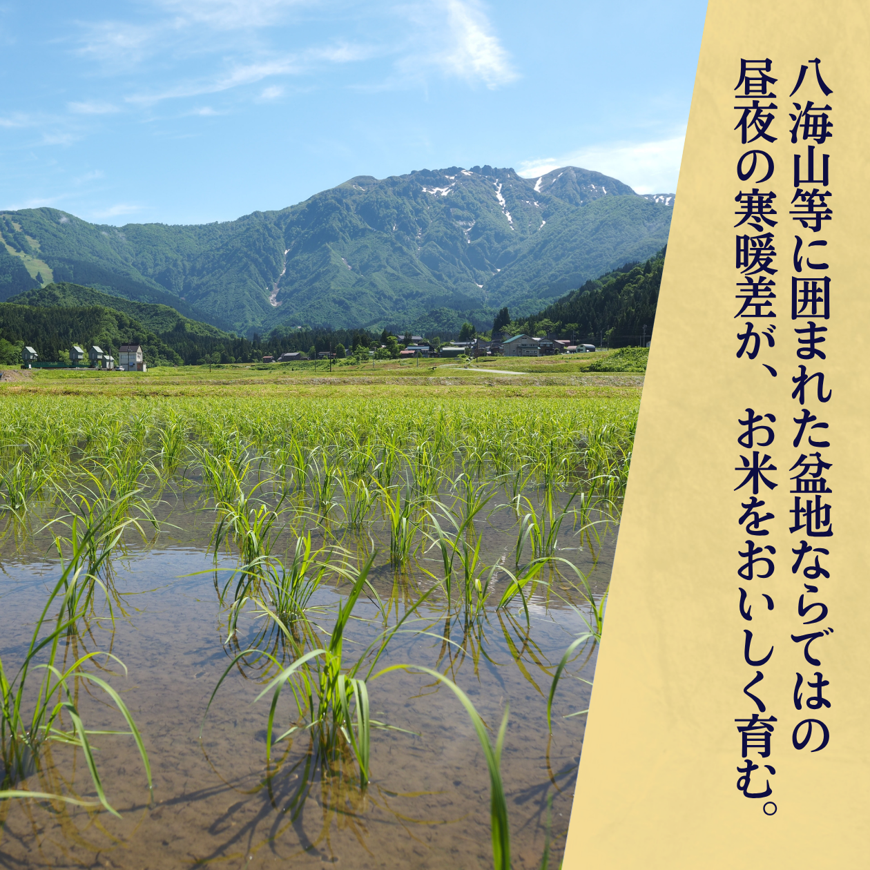 【すぐにお届け・7年産】特別栽培米 南魚沼産こしひかり 「雪穂」 精米（2kg・5kg）の商品画像 5