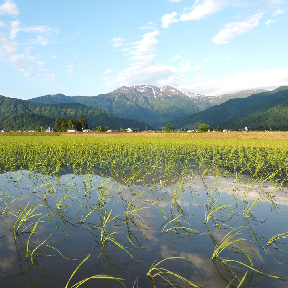 ふるさと納税 南魚沼市 特別栽培米南魚沼産こしひかり「雪穂」 玄米 10kg(5kg×2袋) 全12回 ふるさと納税 米 コシヒカリ 新潟県 南魚沼市 令和7年産＼新米／ 特別
