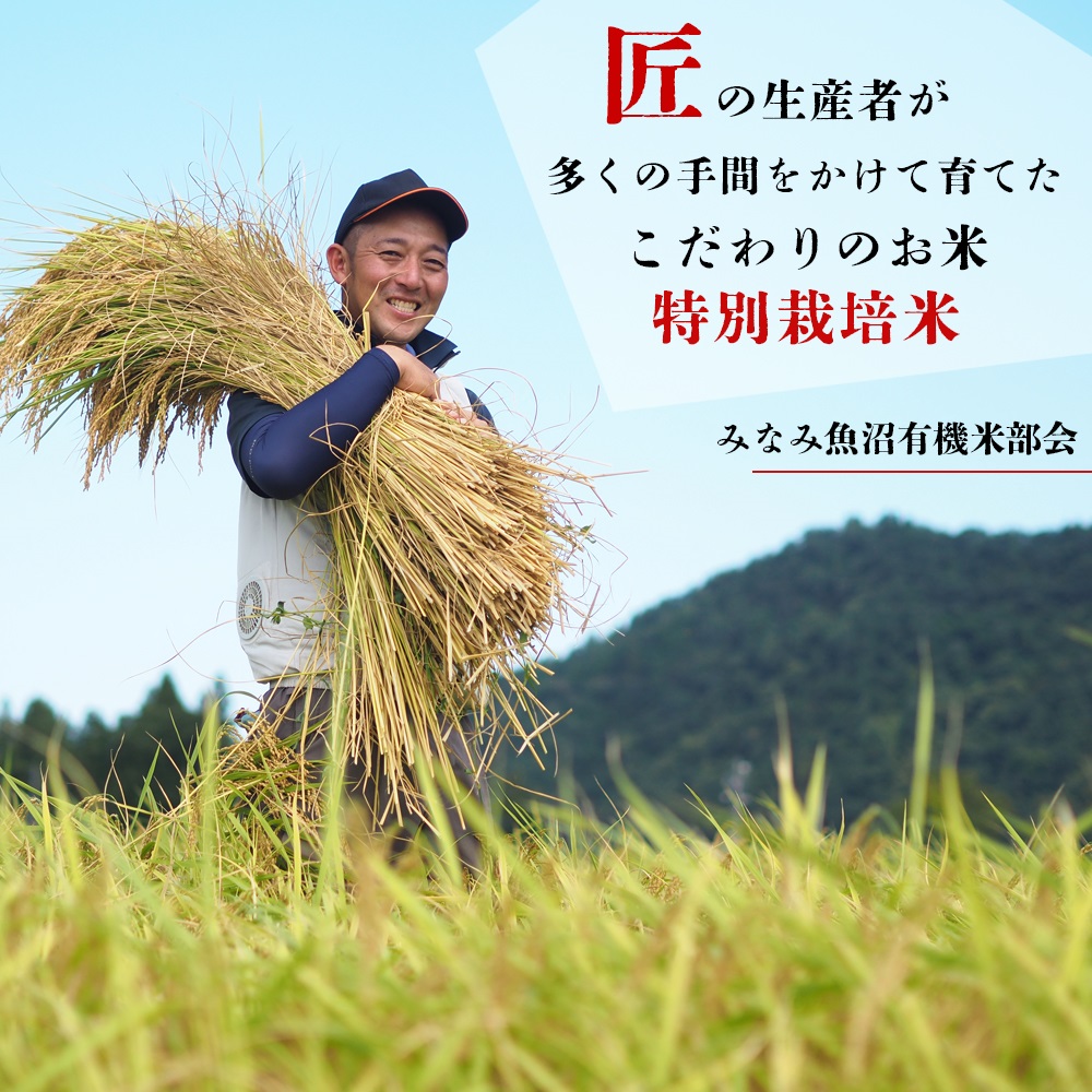 金曜出荷限定】特別栽培米南魚沼産こしひかり 8割減 精米 | 魚沼